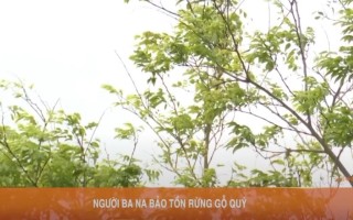 Người Ba Na bảo tồn rừng gỗ quý