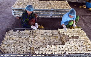 Làng nghề ép chuối khô tại huyện Trần Văn Thời, Cà Mau